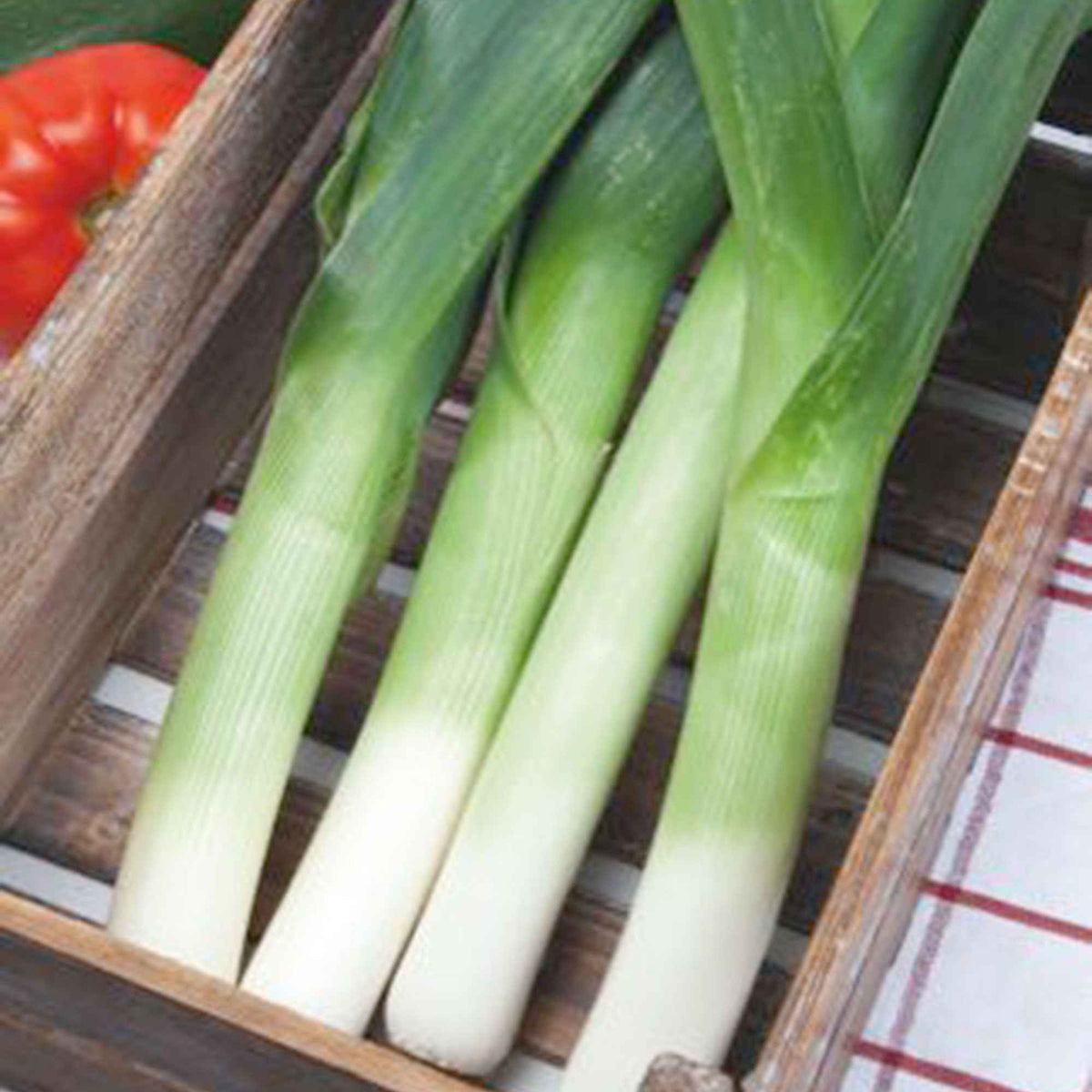 Allium porrum monstrueux de carentan 2 (30 g) - Poireau 'De Carentan 2' - Graines de Fruits et Légumes