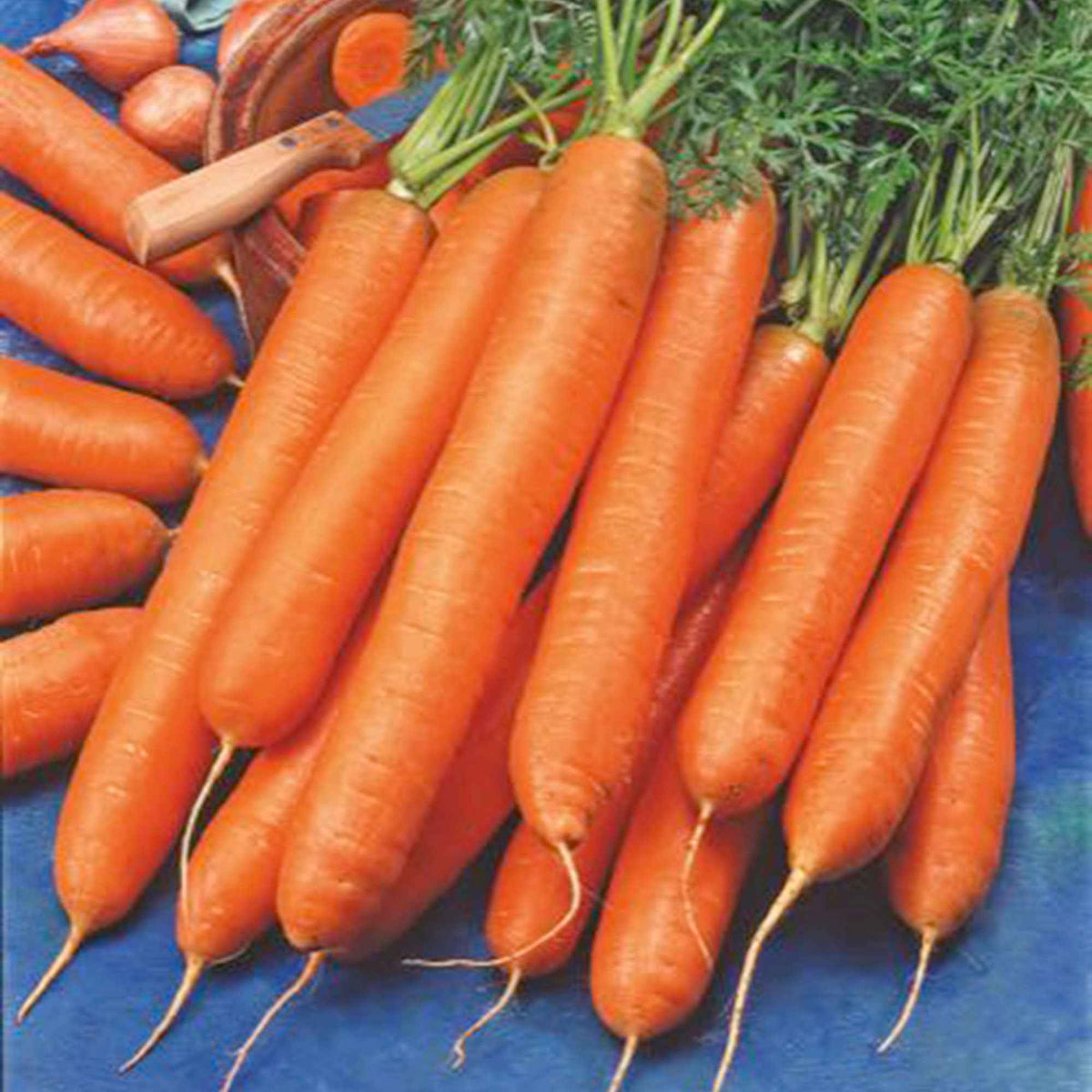 Carotte longue d'automne et d'hiver Berlikumer 2 Bio - Daucus carota berlikumer 2 - Bakker