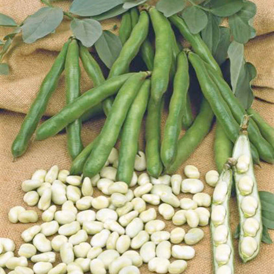 Fève améliorée 'Witkiem' - Bakker