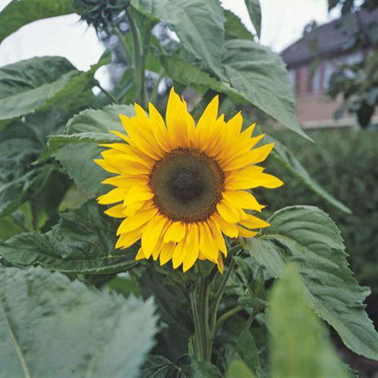 Tournesol à fleur géante 'Uniflorus Giganteus' BIO - Bakker