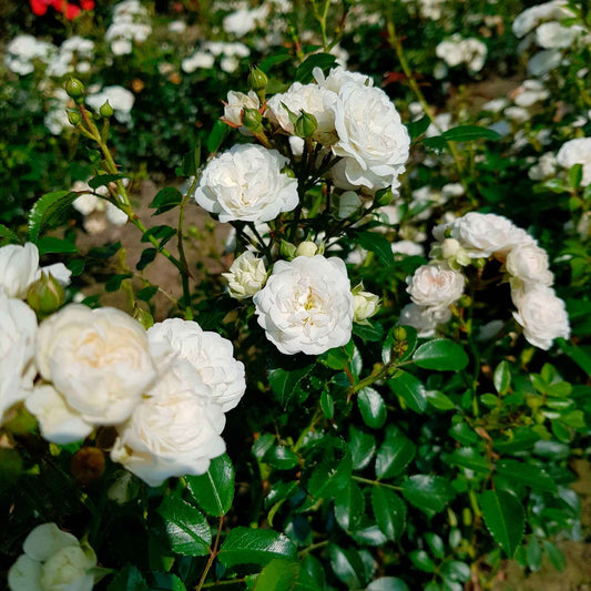Rosier Rosa 'Crystal Fairy'®  Blanc - Caractéristiques des plantes