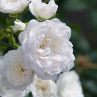 Rosier Rosa 'Crystal Fairy'®  Blanc - Espèces de plantes