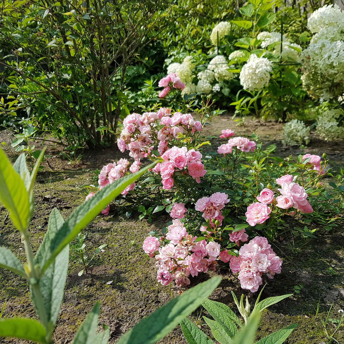 Rosier à massif 'The Fairy' - Rosa polyantha 'The Fairy' - Bakker