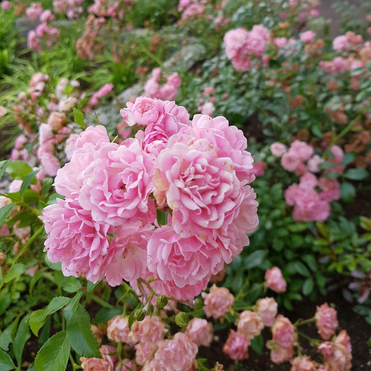 Rosier à massif 'The Fairy' - Bakker