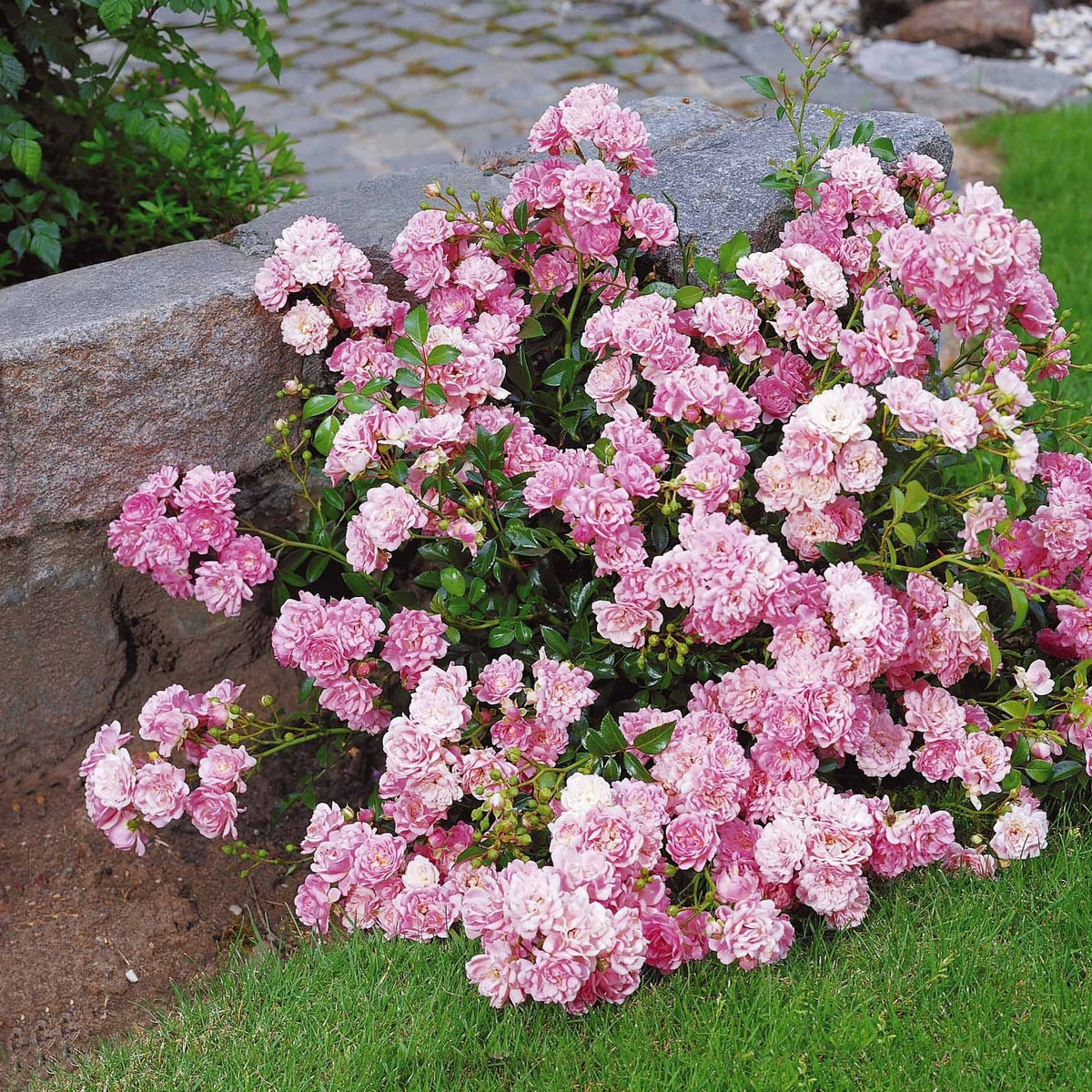 Vente Rosier à massif 'The Fairy' - Rosiers couvre-sol