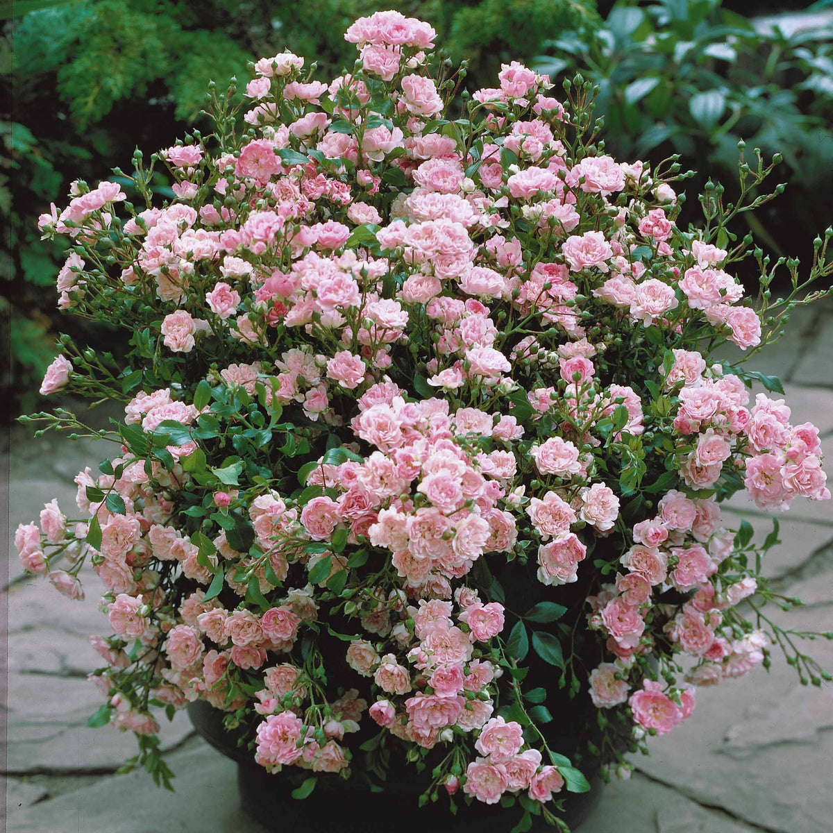 Rosa polyantha 'The Fairy' - Rosier à massif 'The Fairy' - Rosiers couvre-sol