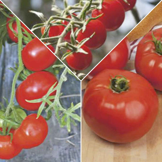 Pack de tomates 'Tomates Tentantes' Solanum - Semences de légumes - Graines