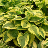 Hosta 'Wilde Brim' - Biologique bleu violet-vert-jaune - Caractéristiques des plantes