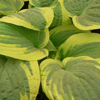 Hosta 'Wilde Brim' - Biologique bleu violet-vert-jaune - Plantes rustiques