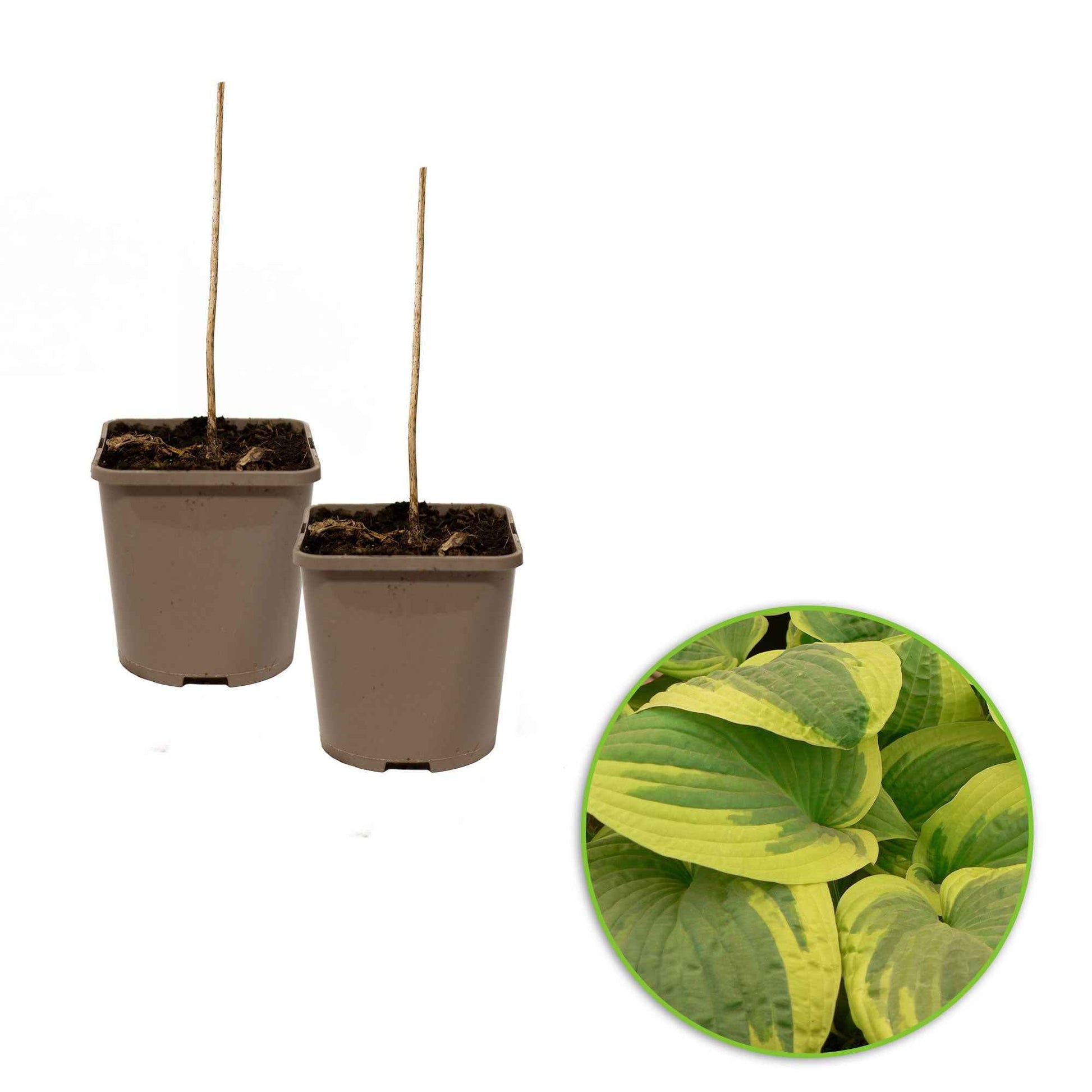 Hosta Wide Brim - 2x hauteur de livraison 25-35 cm, pot de Diamètre 12,5 cm - Plantes d extérieur - undefined