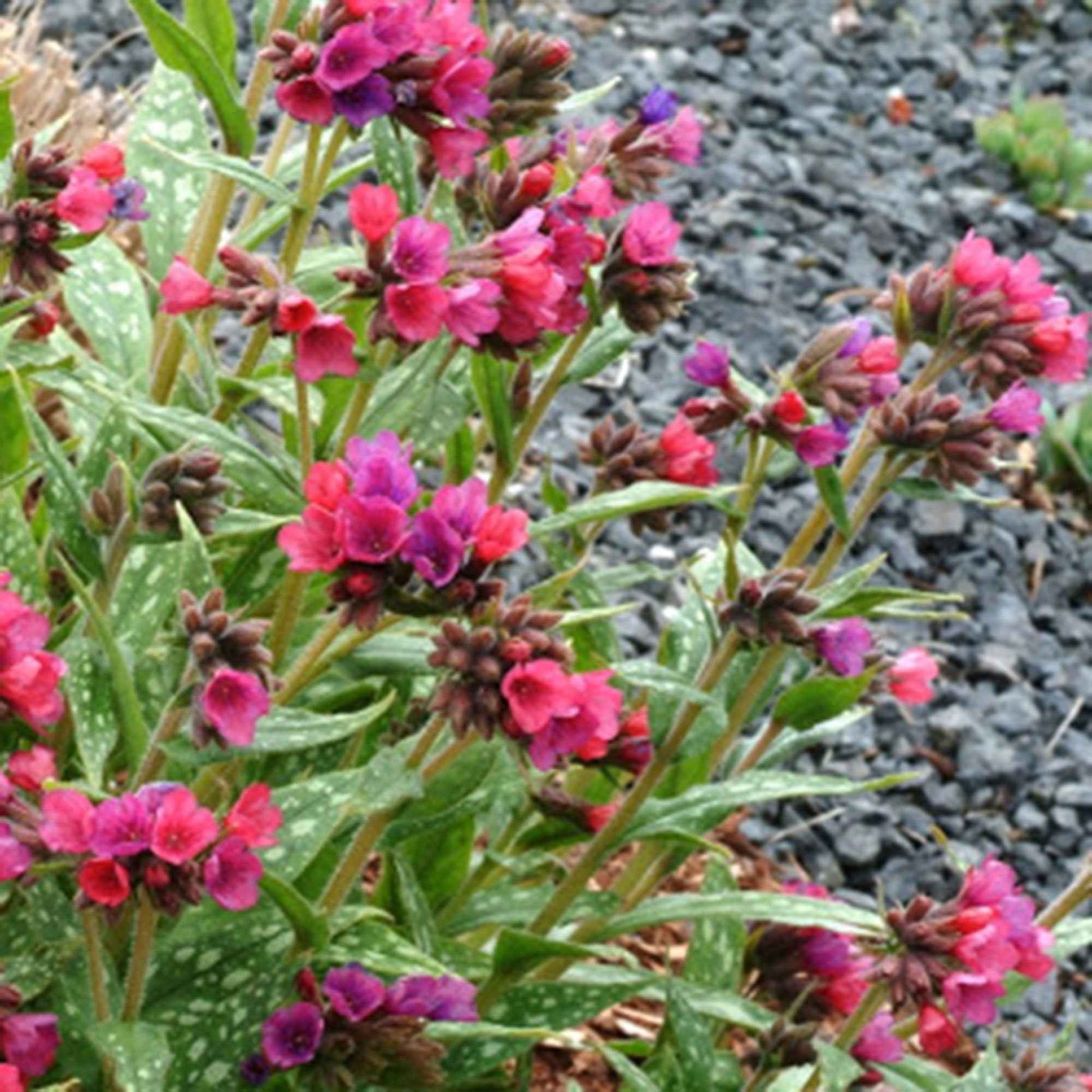 Pulmonaria 'Raspberry Splash' - Arbustes à papillons et plantes mellifères