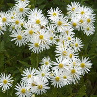 Aster d'automne blanc - Arbustes à papillons et plantes mellifères