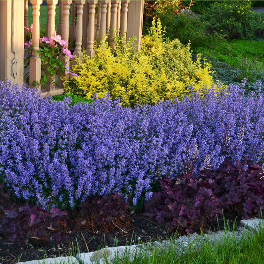 Nepeta parfumée 'Pursian Blue' - Bakker