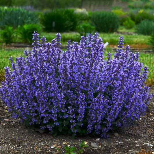 Nepeta parfumée 'Cat's Pyjamas' - Caractéristiques des plantes