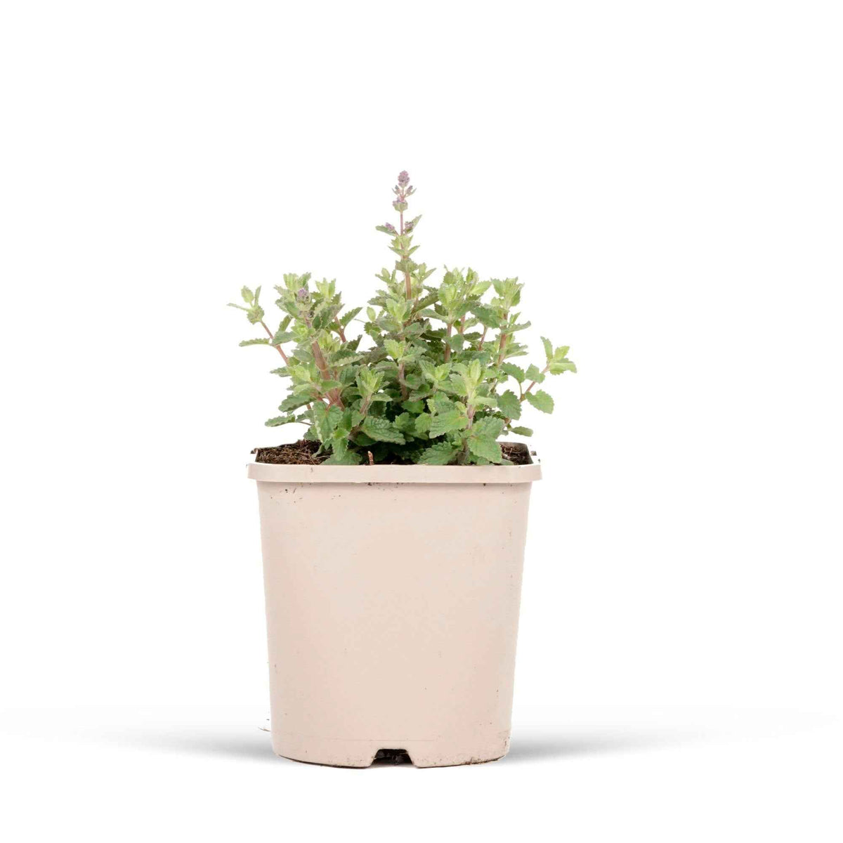 Nepeta faassenii Cat's Pajamas - Nepeta parfumée 'Cat's Pyjamas' - Nepeta