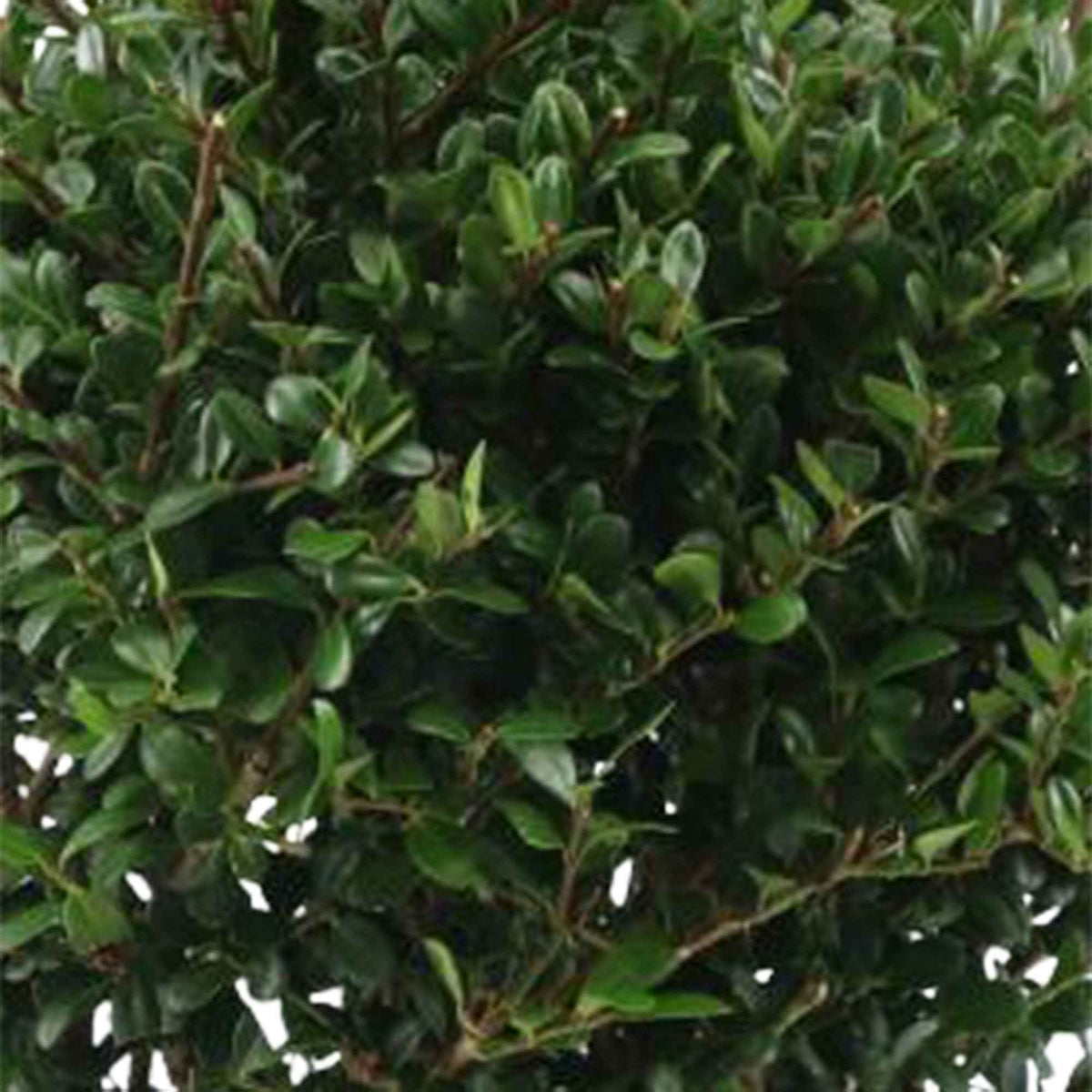Arbustes fleuris - Houx du Japon Ilex crenata De forme sphérique - Ilex crenata Dark Green