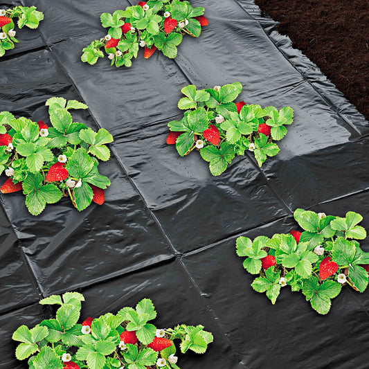 Nature Film de paillage pour fraises Noir - Aménagement du potager