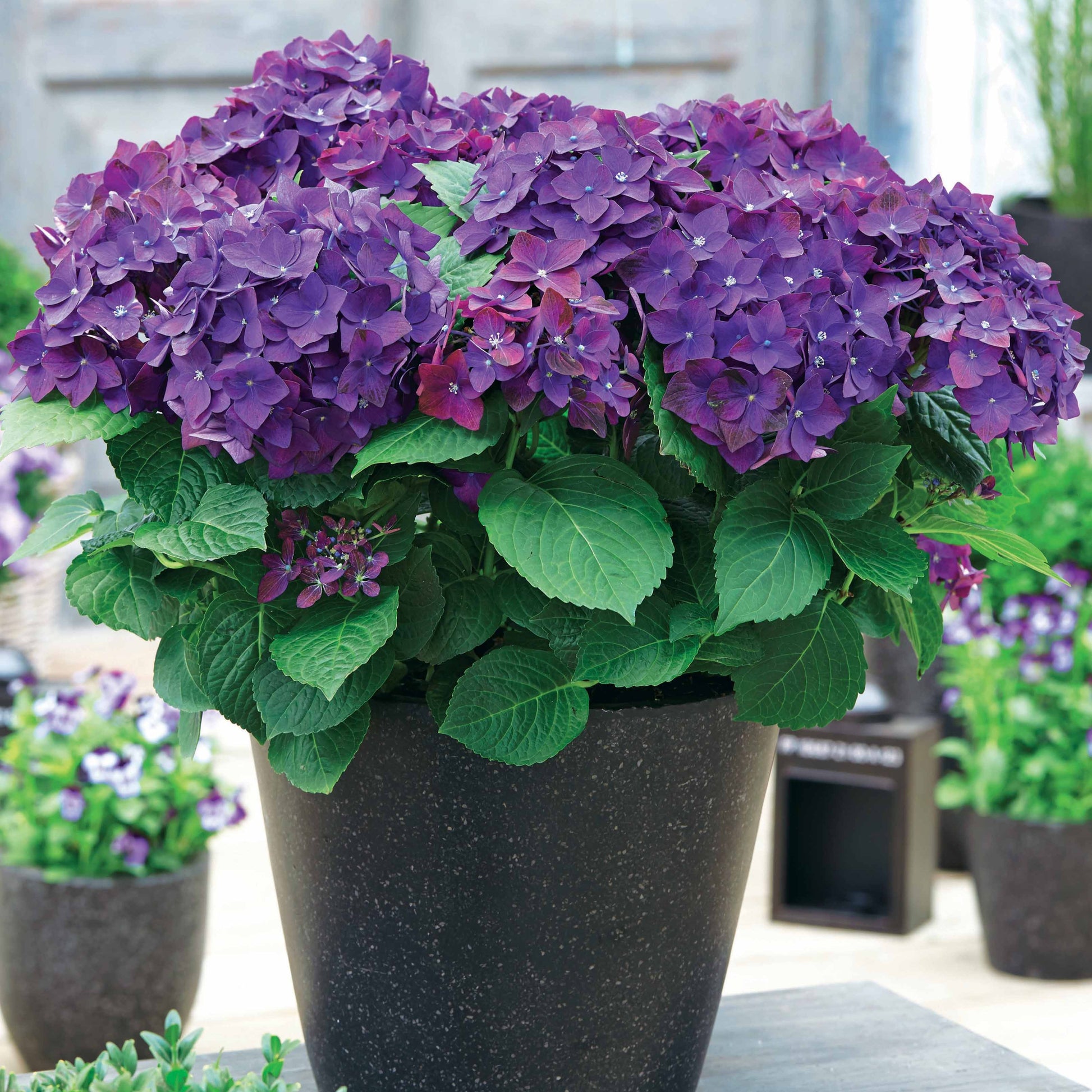Bakker - Hortensia 'Deep Purple Dance' - Hydrangea macrophylla deep purple dance - Plantes d'extérieur
