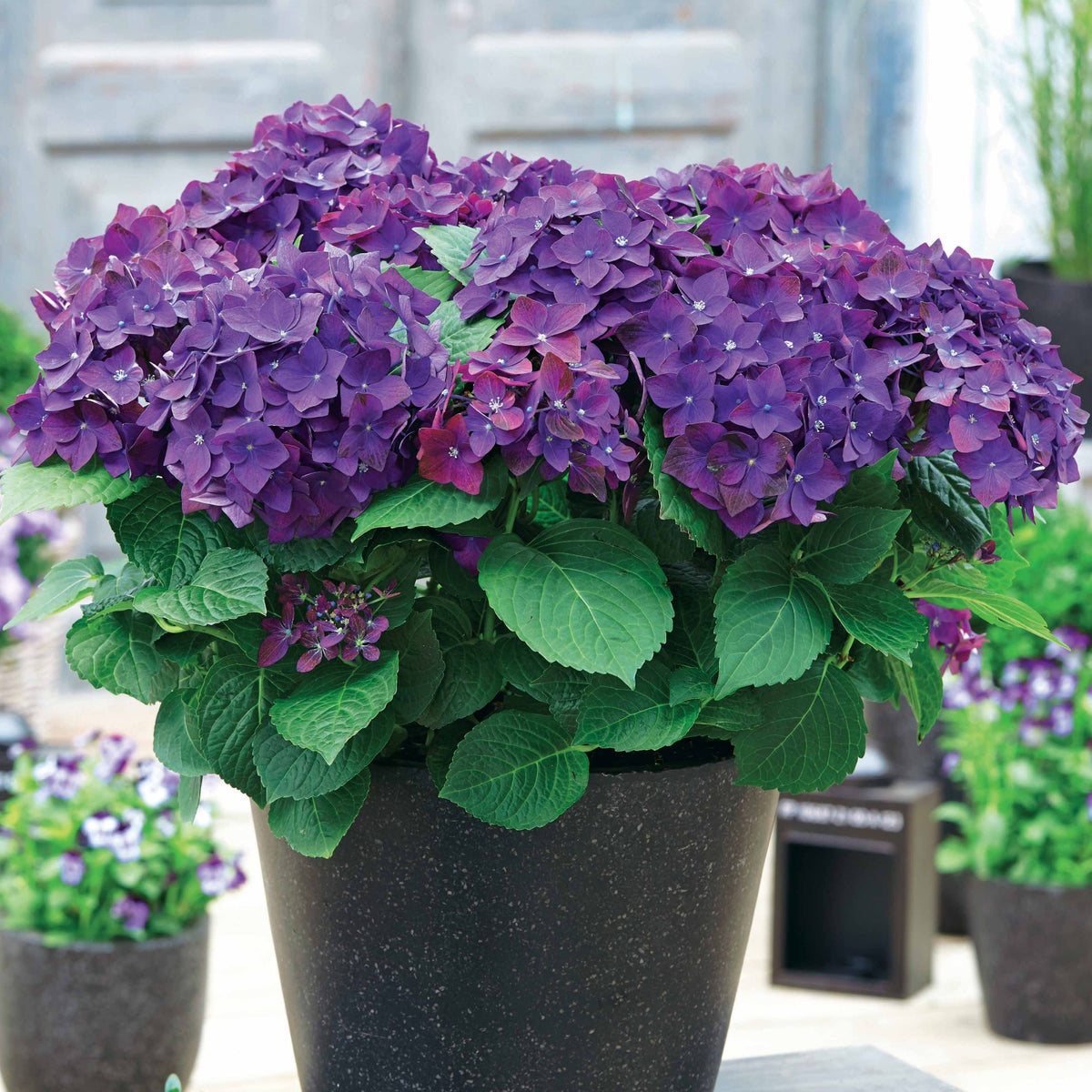 Hortensia 'Deep Purple Dance' - Hydrangea macrophylla deep purple dance - Bakker