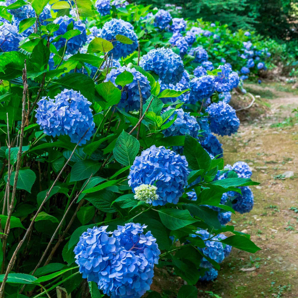 Hortensia bleu - Bakker