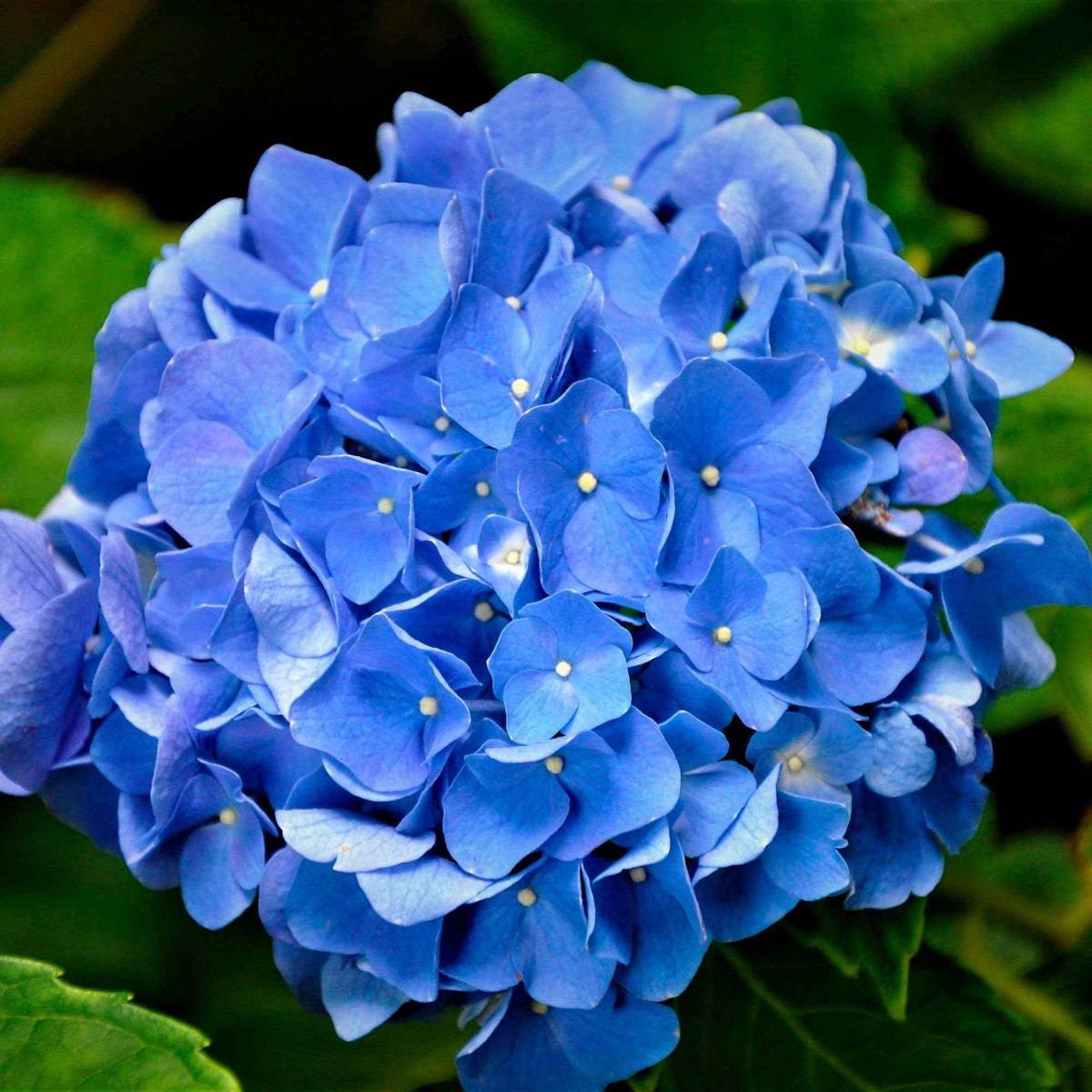 Hortensia bleu - Hortensia macrophylla - Bakker