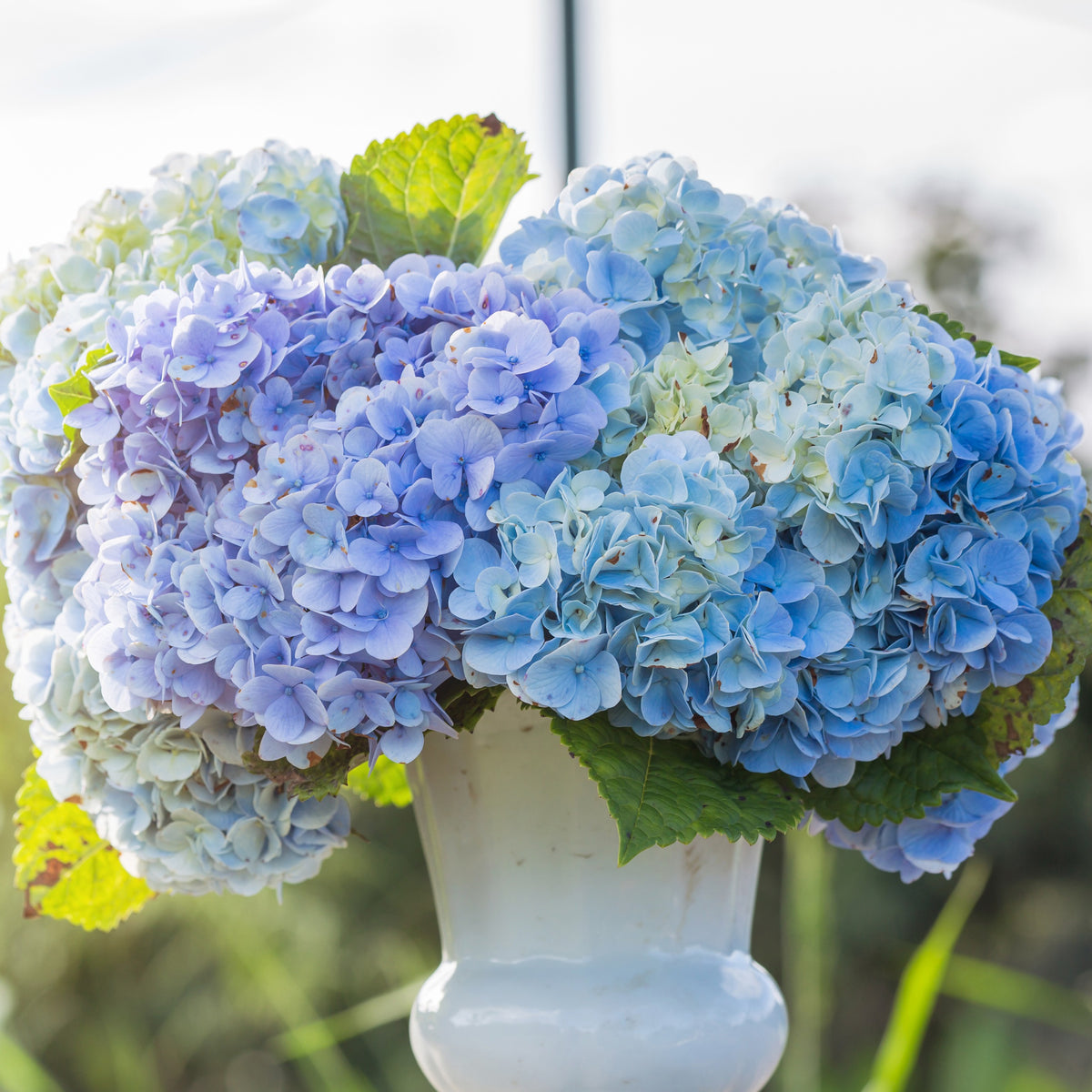 Hortensia macrophylla - Hortensia bleu - Hydrangea macrophylla