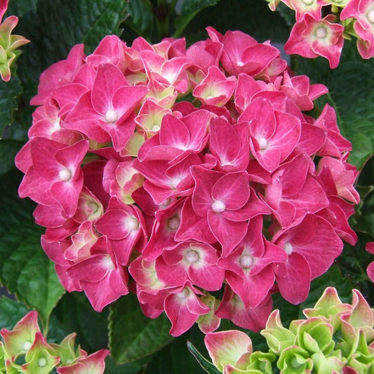 Hortensia rose - Bakker
