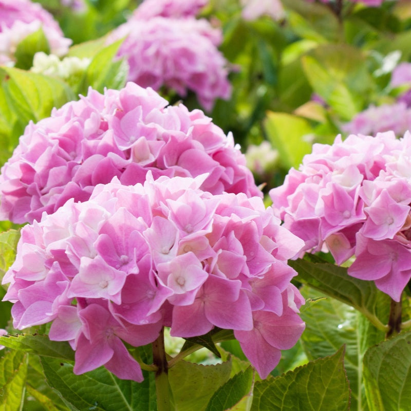 Bakker - Hortensia rose - Hydrangea macrophylla - Hortensia