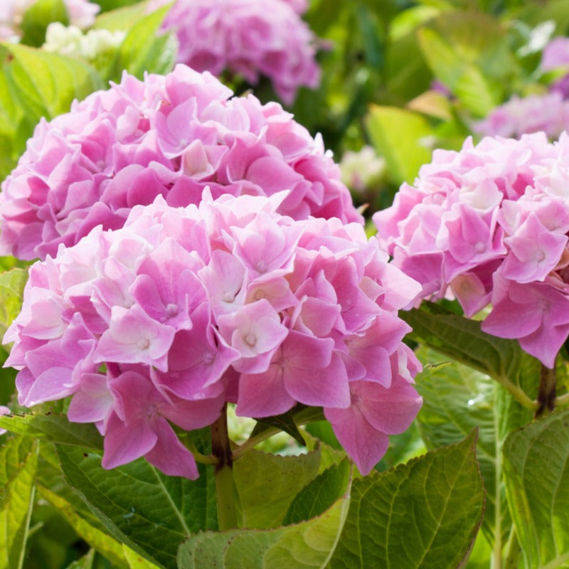 Hortensia macrophylla - Collection de 3 Hortensias : rouge, bleu, rose - Hydrangea macrophylla