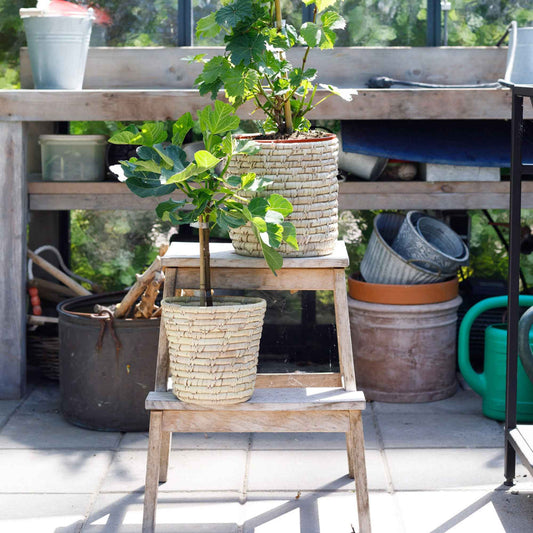 Figuier 'Brown Turkey' - Bakker