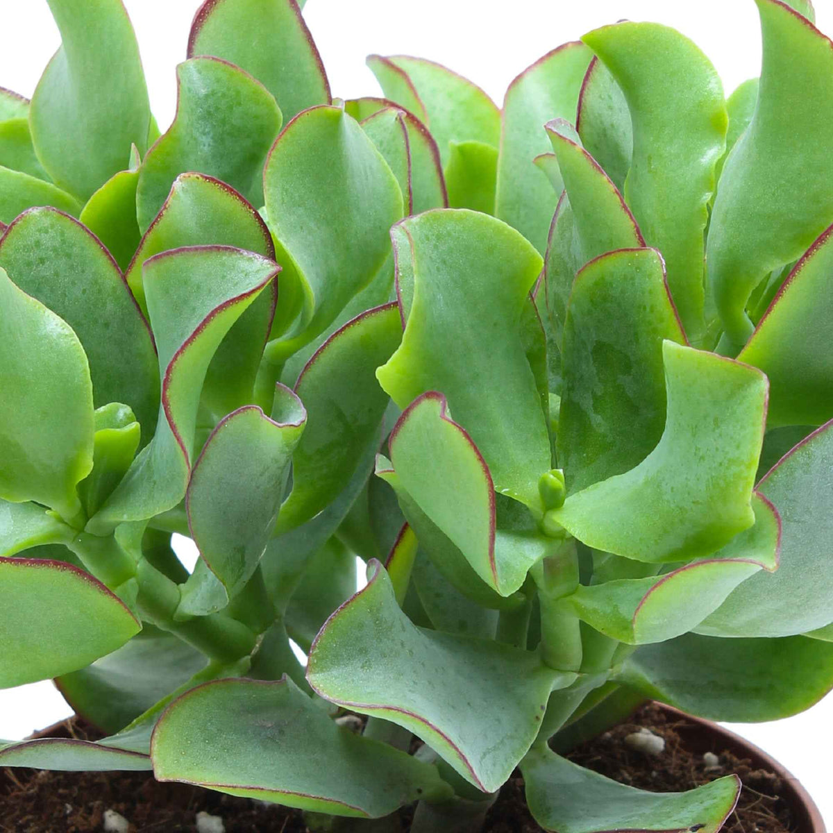 Crassula Arborescens 'Curly Green' - Crassula arborescens Curly Green - Bakker