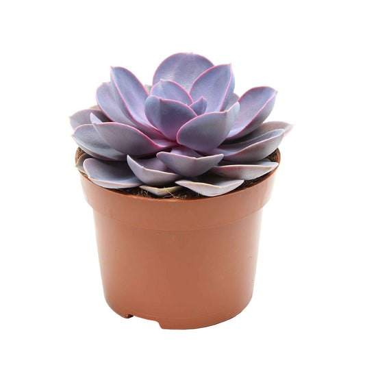 Echeveria 'Purple Pearl' violet - Petites plantes d'intérieur