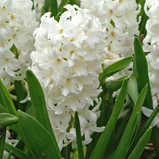 6 Jacinthes Carnegie blanche - Bakker