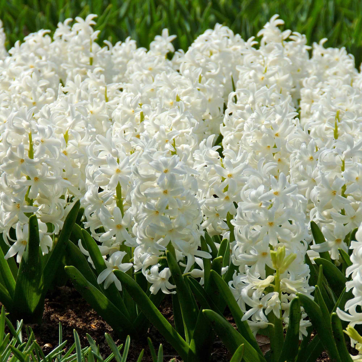 6 Jacinthes Carnegie blanche - Hyacinthus orientalis carnegie - Bakker
