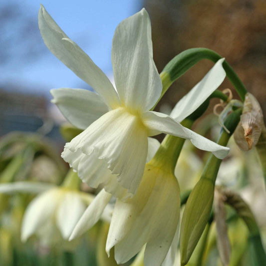 25x Narcisse Narcissus 'Thalia' blanc - Bulbes de fleurs pluriannuelles