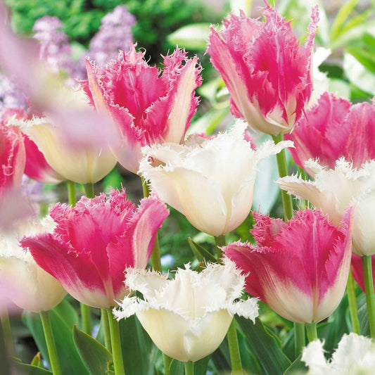 16x Tulipe Tulipa - Mélange 'Royal Wedding' Rose-Blanc - Bulbes de fleurs populaires