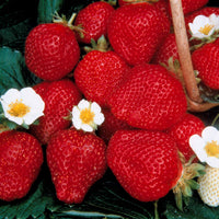 Bakker - Collection de 60 fraisiers à récoltes échelonnées - Fragaria 'maestro', 'maxim', 'mariguette' - Fraisiers