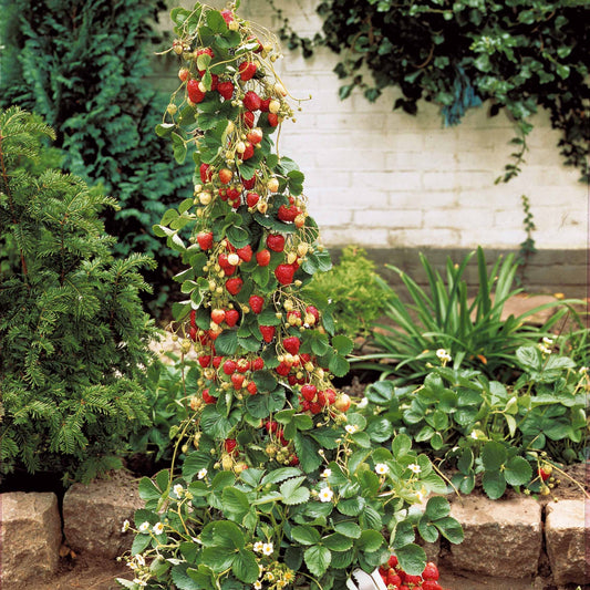 Bakker - Fraisier 'Mount Everest' - Fragaria x ananassa mount everest