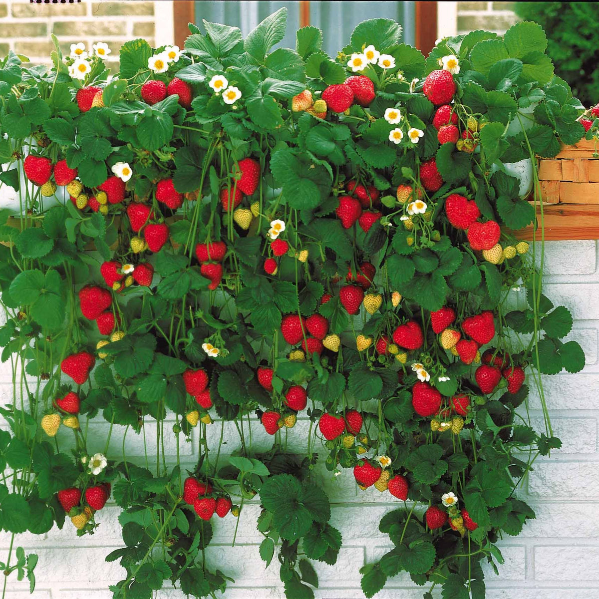 Fraisiers - Fraisier 'Mount Everest' - Fragaria x ananassa Mount Everest