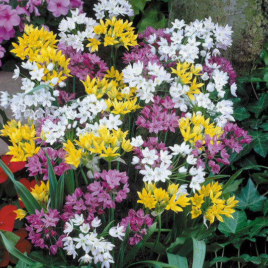 25 Alliums décoratifs en mélange - Bakker