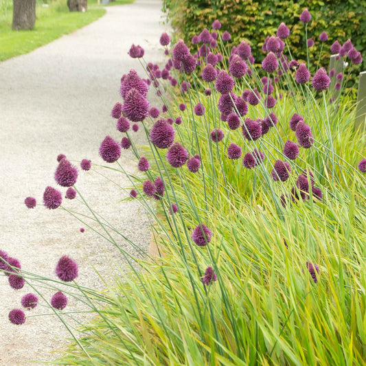 100x Allium sphaerocephalon Rose - Alliums