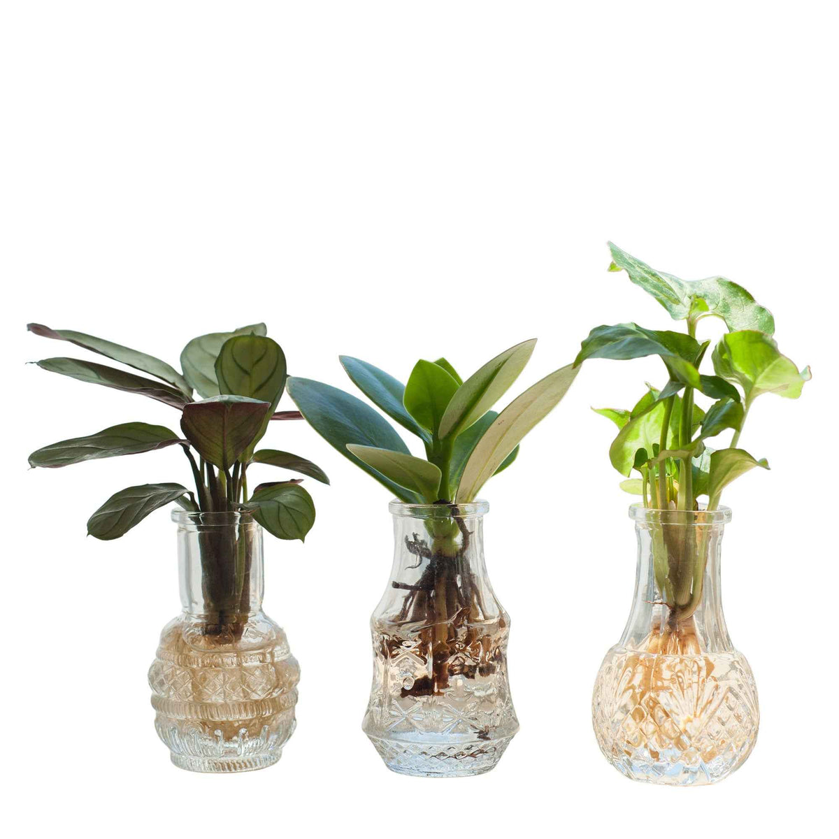 Syngonium 'Pixie', Clusia 'Princess', Ctenanthe 'Amagris' - Mélange hydroponie et ses 3 vases - Plantes hydroponiques