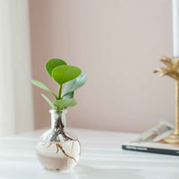 Vase P7 -  - Bakker