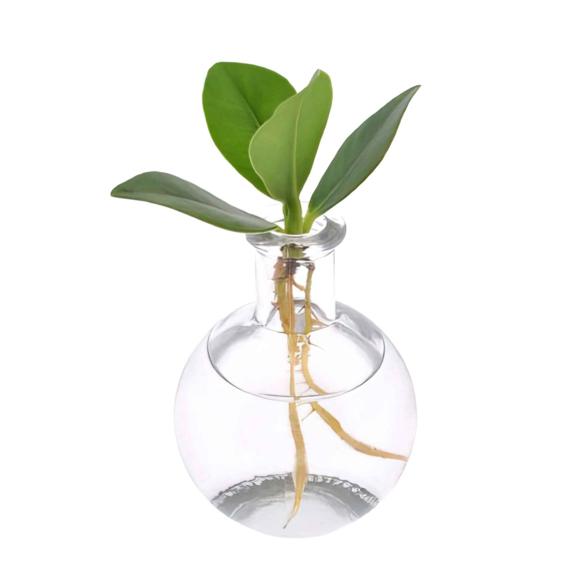 Clusia in Samoa glas - Hydroponique - 1x plante: hauteur de livraison 15-20 cm + 1x vase: 13 cm - Ensembles de plantes d intérieur - undefined