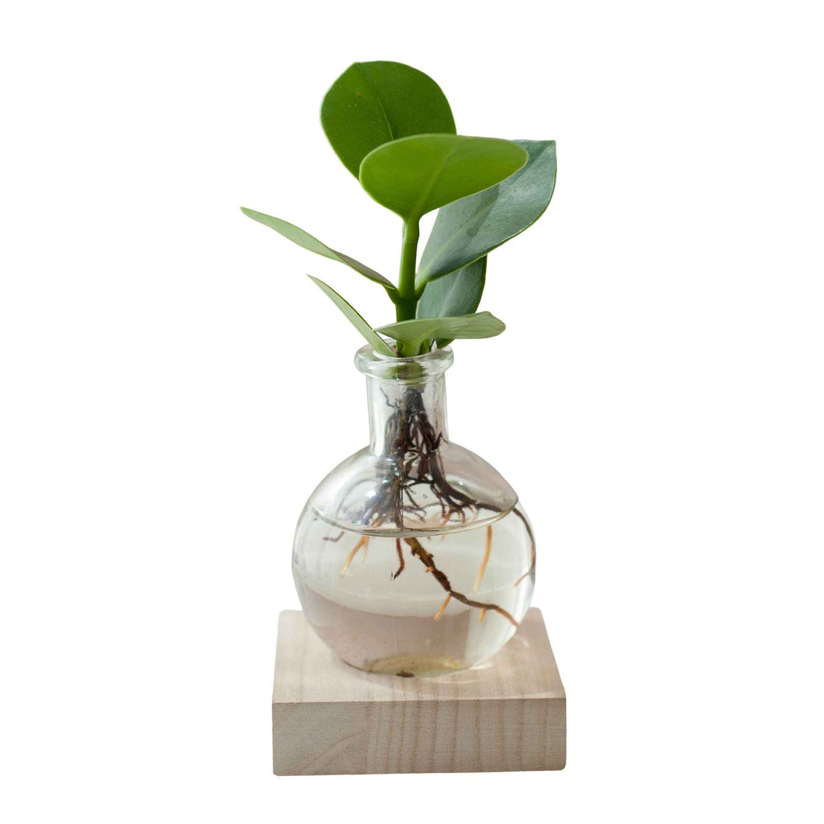 Clusia samoa - Clusia Samoa et son vase avec LED - Plantes hydroponiques
