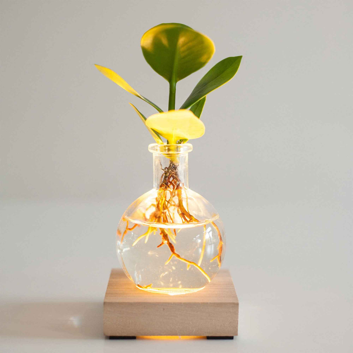 Plantes hydroponiques - Clusia Samoa et son vase avec LED - Clusia samoa