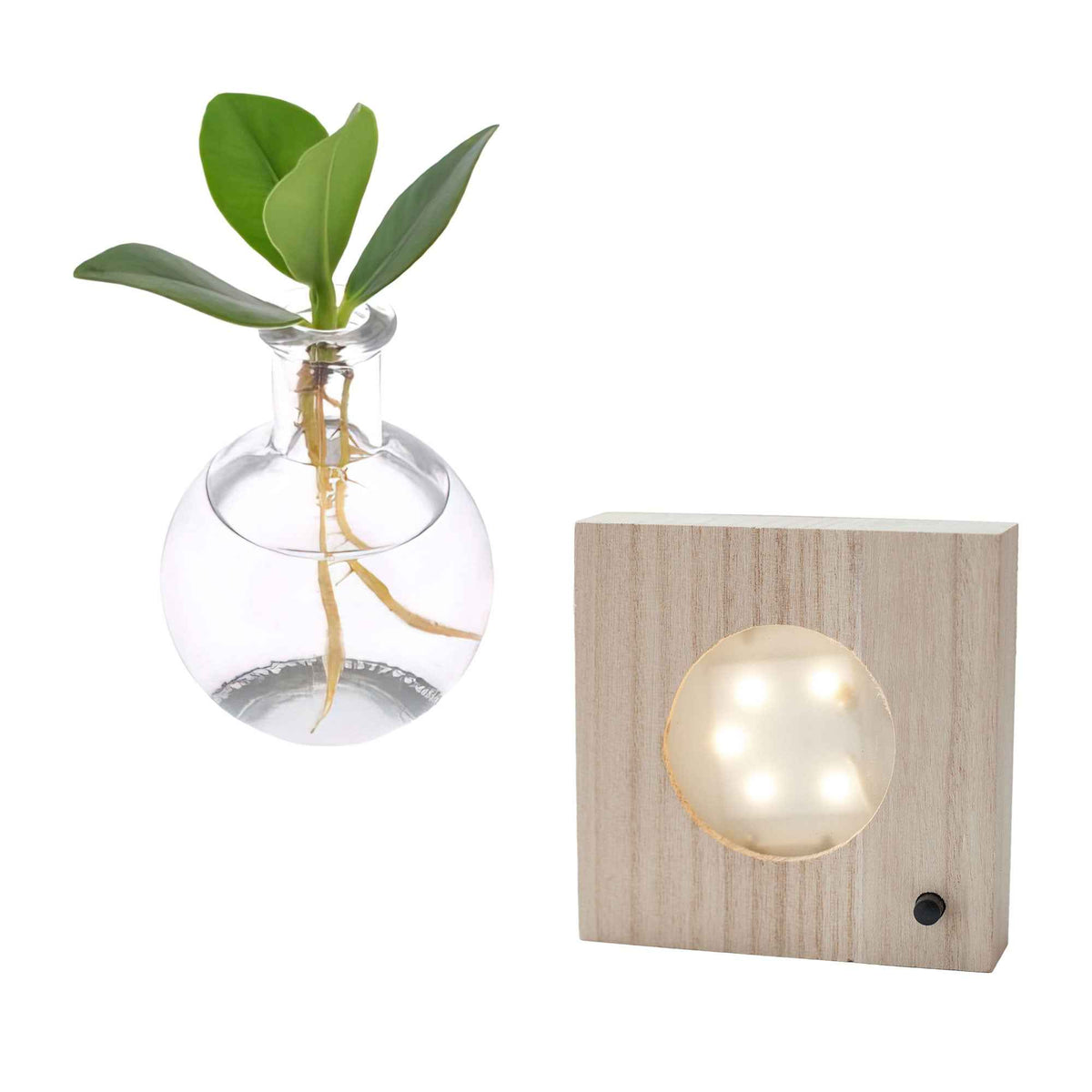 Vente Clusia Samoa et son vase avec LED - Clusia samoa