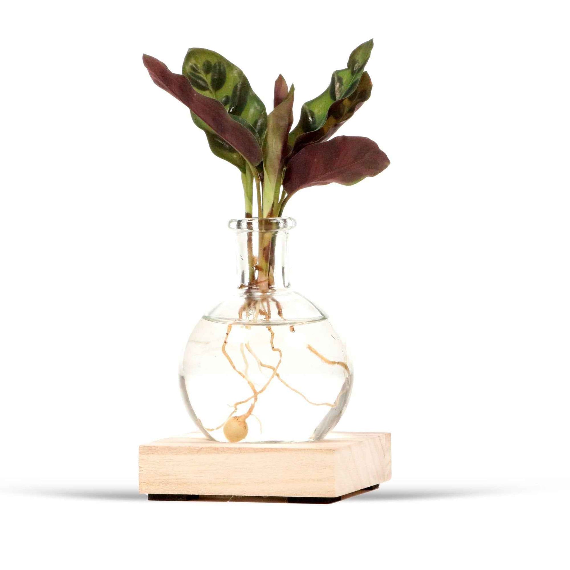 Compositions de plantes d'intérieur - Hydro P7 + LED - 