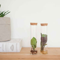 2x Mélange de coupe en tube de verre - Hydroponique - Ensembles de plantes d'intérieur