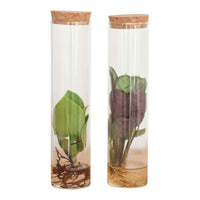 2x Mélange de coupe en tube de verre - Hydroponique - 2x plante: hauteur de livraison 15-20 cm + 2x vase: 20 cm - Ensembles de plantes d intérieur - undefined